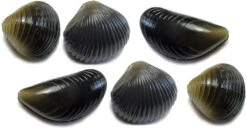 Behr Trendex Mini Carp Shells, 6 Pcs!