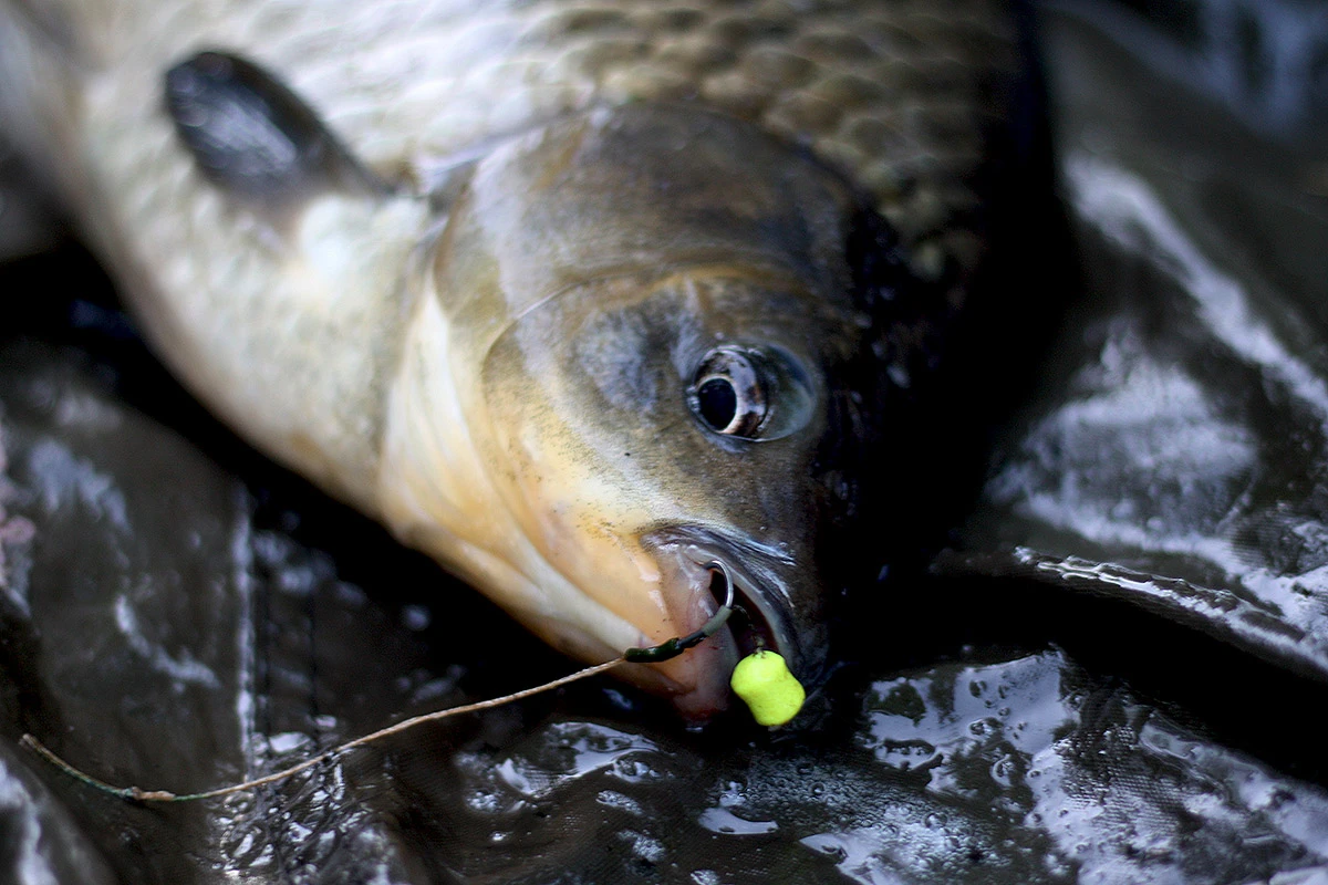 Martin SB Mini Wafters 7mm 5 Martin SB Mini Wafters 7mm - Image 5