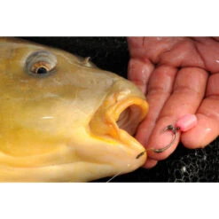 Korda Pop Up Maize 5 Korda Pop Up Maize -Professional Fishing Equipment Store e859bc8acec1a57c